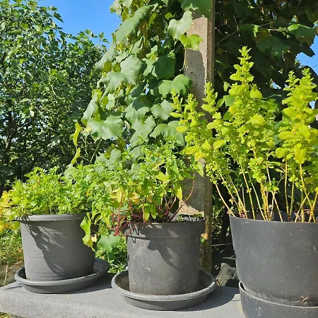 Landhuis Red Riding Hood