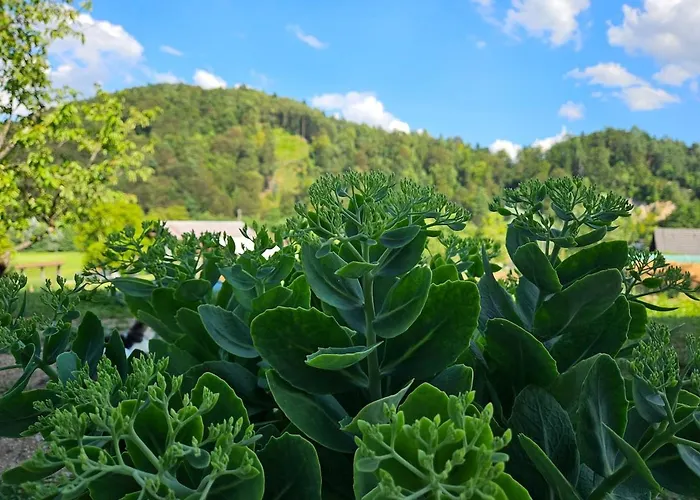 Red Riding Hood Летний дом Любляна