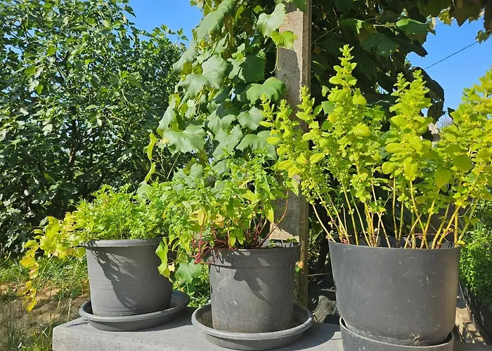 Red Riding Hood Landhuis Ljubljana