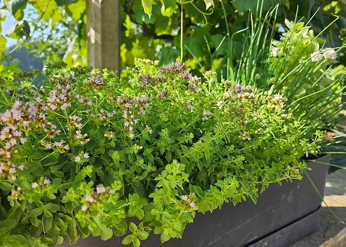 בית כפרי Red Riding Hood