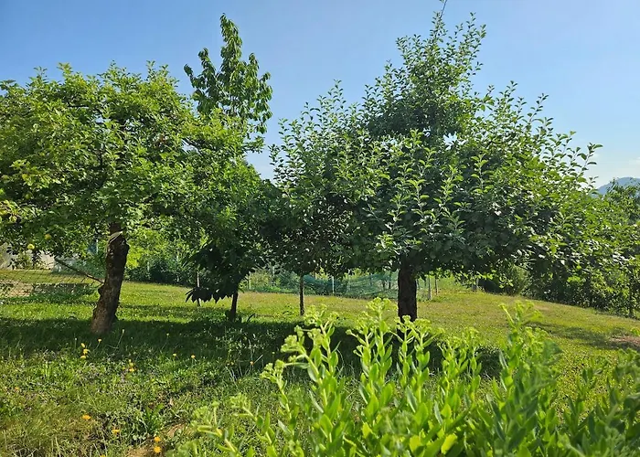 Red Riding Hood Летний дом *