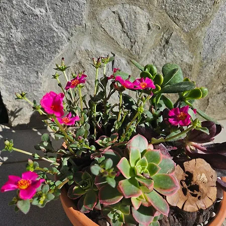 Landhaus Red Riding Hood