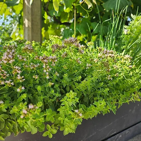 Landhaus Red Riding Hood